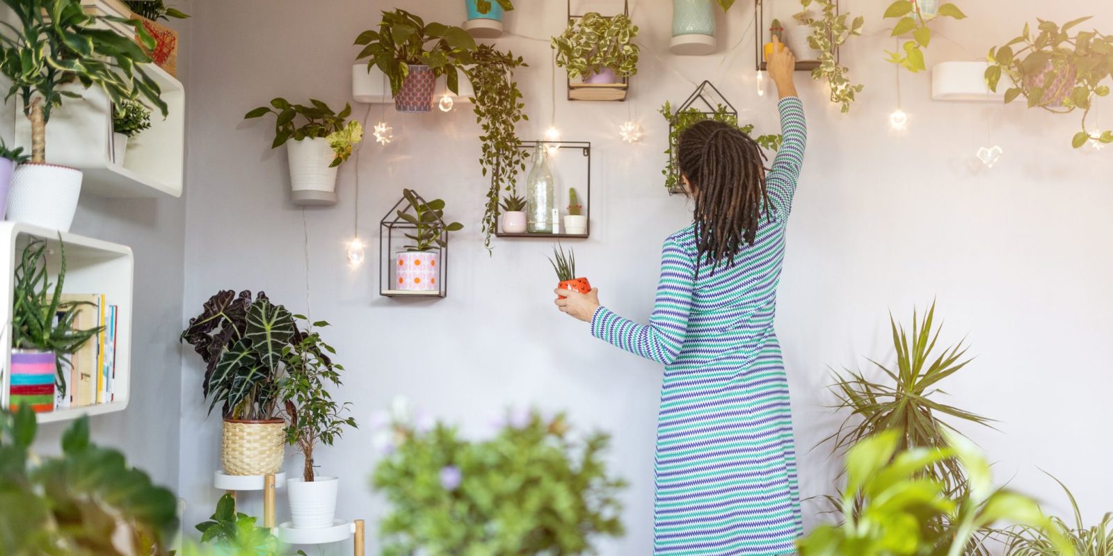 indoor plants